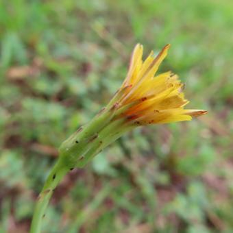ブタナ（豚菜） ブタナ,豚菜,花の写真素材