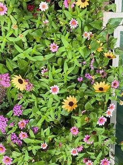 庭に咲き誇る花々 庭に咲き誇る花々 群生,自然,グリーンの写真素材