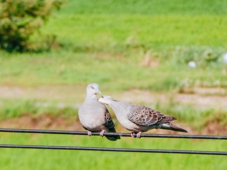 首にチュウしました 首にチュウしましたの写真