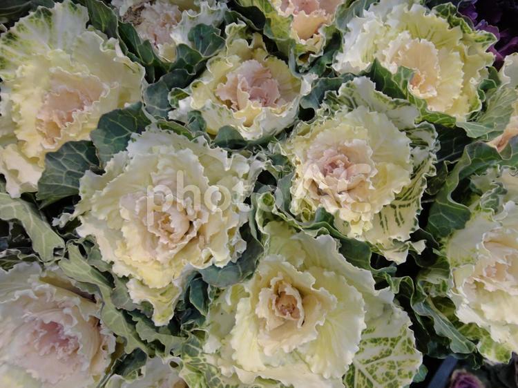 冬に咲くような白い葉｜葉牡丹の美 葉牡丹,冬,白の写真素材