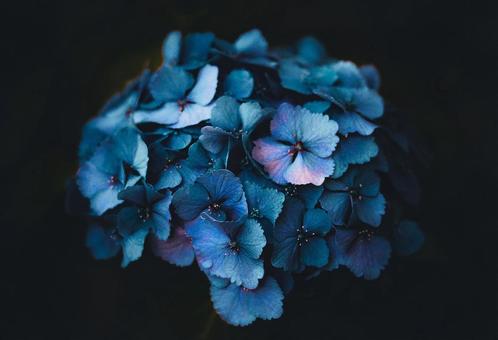 紫陽花 紫陽花の写真