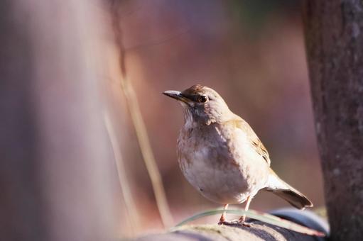 地面に降りた野鳥のシロハラ 地面に降りた野鳥のシロハラ 野鳥,シロハラ,鳥の写真素材