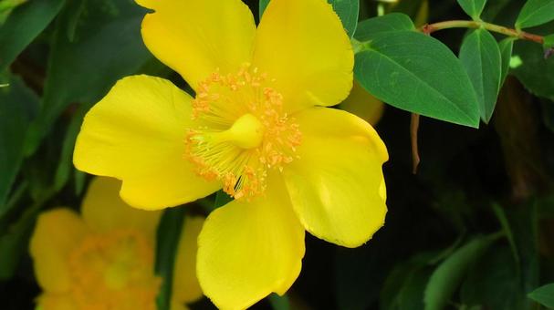 Bright yellow goldenrod flowers during the rainy season, JPG Bright yellow goldenrod flowers during the rainy season, JPG