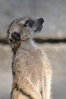 Photo, meerkat, sideways eyes, what's wrong?, 