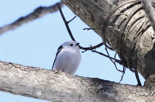 シマエナガ シマエナガ 北海道,かわいい,もふもふの写真素材