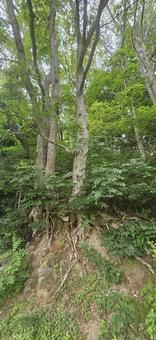 山肌でよく見える木の根 山肌でよく見える木の根 根,山,山肌の写真素材
