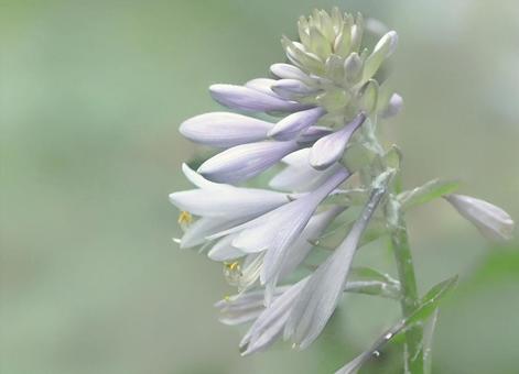 Hosta flower, giboshi, perennial grass, early summer, JPG