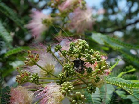 Silk tree and stink bug, JPG Silk tree and stink bug, JPG