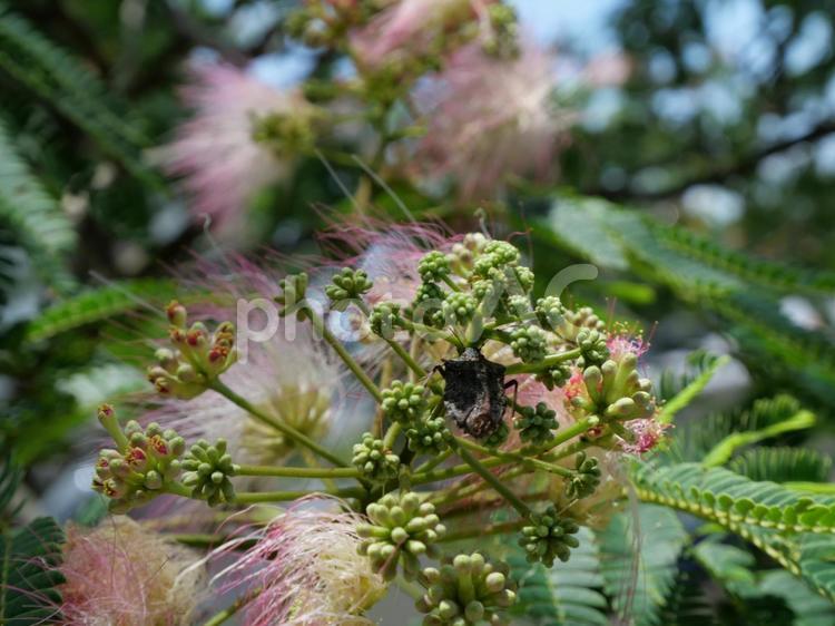 ネムノキとカメムシ ネムノキ,カメムシ,虫の写真素材