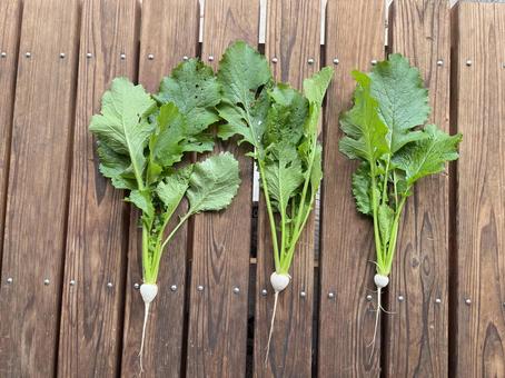 小蕪 小蕪,野菜,新鮮の写真素材