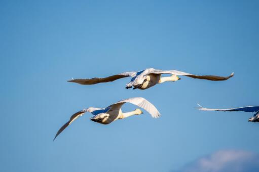 オオハクチョウ(100) 鳥,オオハクチョウ,ハクチョウの写真素材