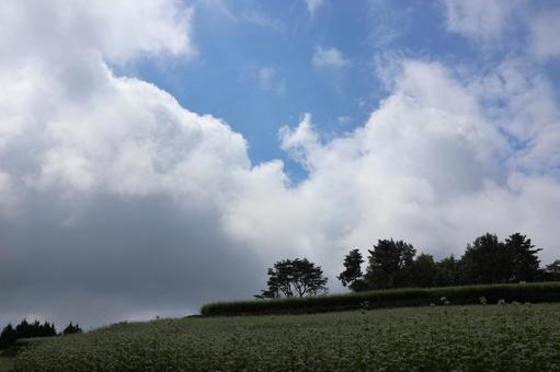 ９月下旬のまんのう町島ヶ峰の天空のソバ畑の写真
