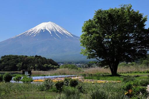 大石公園の大きな一本木と初夏の富士山 富士山,河口湖,世界遺産の写真素材