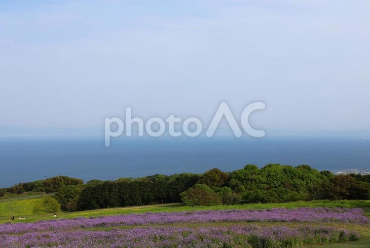 あわじ花さじきのネモフィラと菜の花 あわじ花さじき,ネモフィラ,菜の花の写真素材