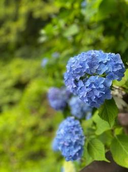紫陽花 紫陽花の写真