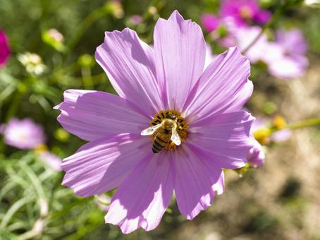 秋日に舞うミツバチのひととき 秋日に舞うミツバチのひととき コスモス,ミツバチ,花の写真素材