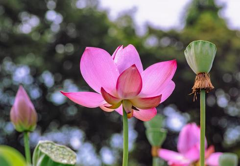 Photo, ancient lotus, lotus, lotus flower, 