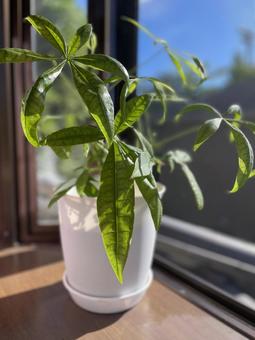パキラ パキラ パキラ,観葉植物,グリーンの写真素材