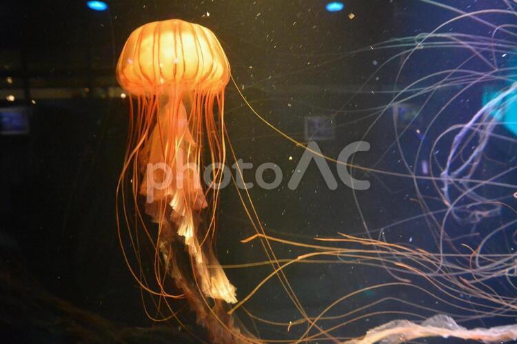 クラゲ クラゲ,水槽,水族館の写真素材