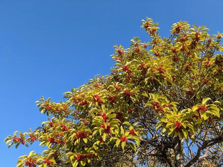 クロガネモチ　青空 モチノキ科,秋,冬の写真素材