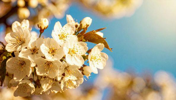 満開の桜の花と青空 満開の桜の花と青空の写真