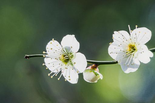 大宮第二公園の梅の花 大宮第二公園の梅の花 梅,白梅,アップの写真素材