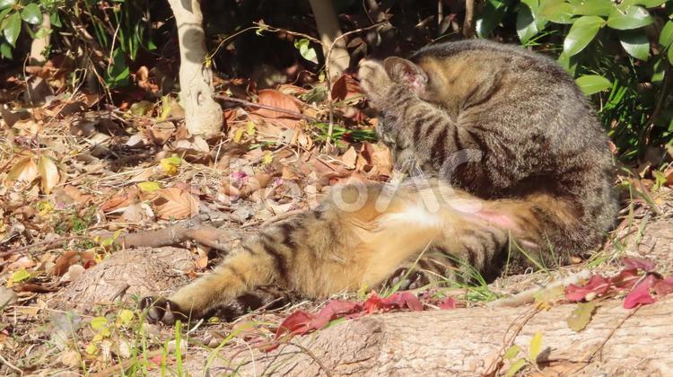 日向ぼっこしながら頭を抱える悩みのある猫 猫,キジトラ,日向ぼっこの写真素材