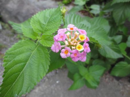 ピンクの花 ピンクの花の写真