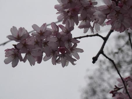 桜 桜の写真