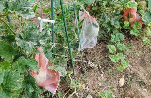 Photo, melon, cultivation, create, 