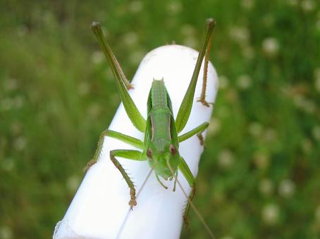 Shown grasshopper, JPG