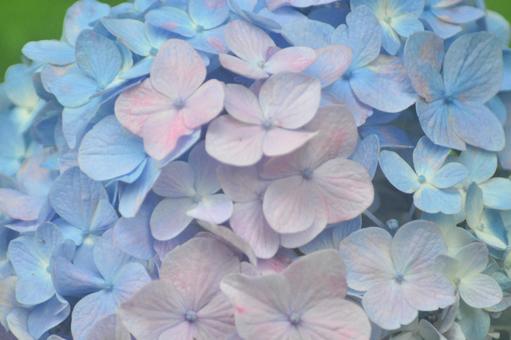 Photo, hydrangea, flower, pink, 
