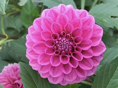 ピンクのダリア ダリア,ピンク,ガーデニングの写真素材