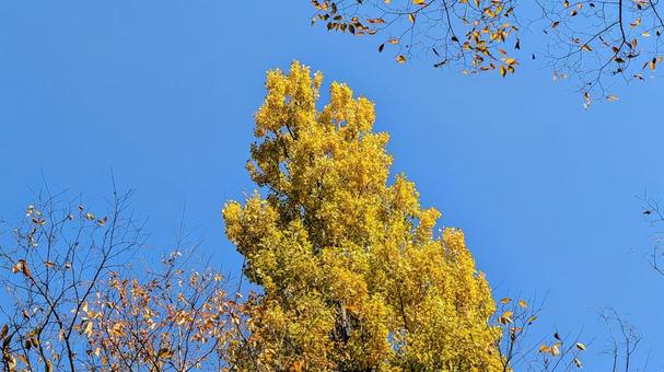 黄色に紅葉した大きな木と青空の写真