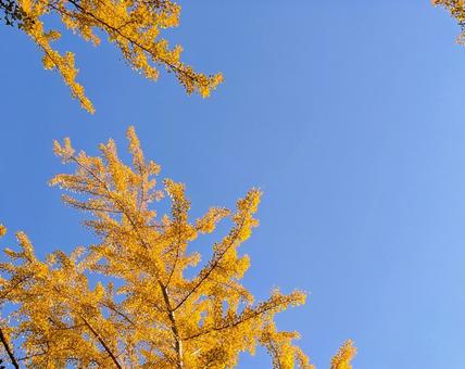 イチョウ イチョウ,黄色,空の写真素材