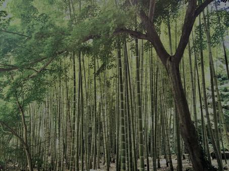 Photo, bamboo forest, bamboo, bamboo shoots, 