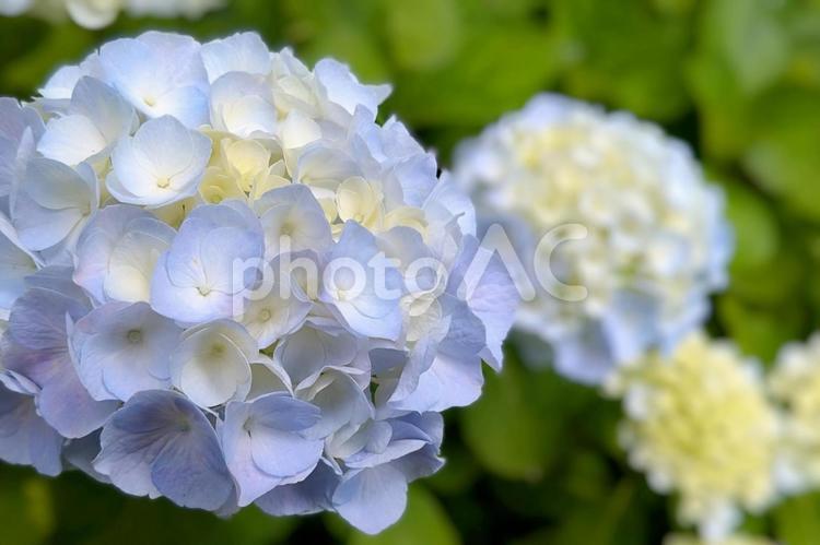 色づき始めの水色のアジサイの花アップ アジサイ,紫陽花,水色の写真素材
