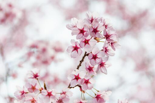 満開に咲き誇る陽光桜の美しい春景色 10 桜,さくら,サクラの写真素材