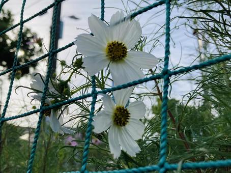 花のクローズアップの写真