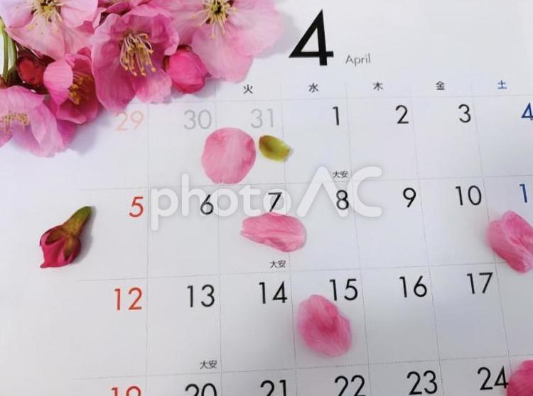 カレンダー　4月と桜の花びら 桜,サクラ,カレンダーの写真素材