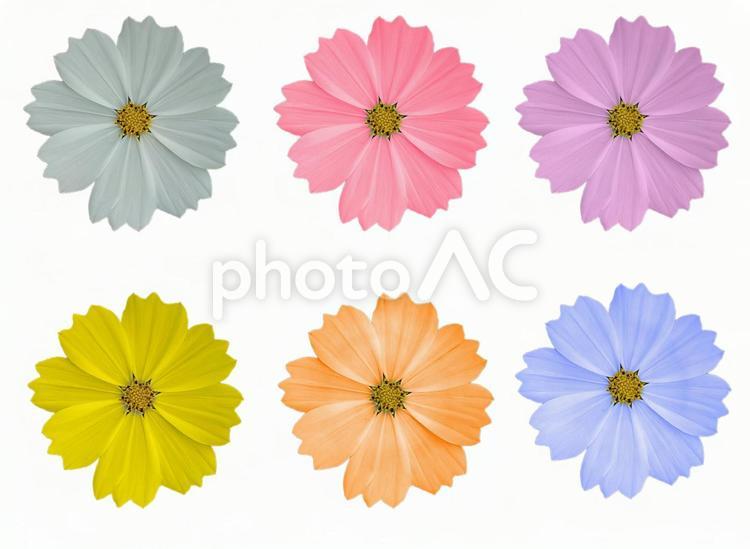 コスモスの切り抜き　６色 コスモス,花,秋桜の写真素材