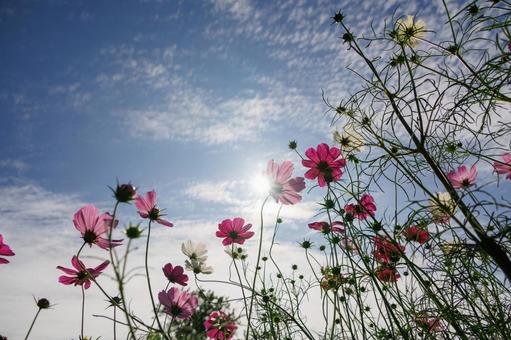 青空に咲くコスモス コスモス,秋桜,花の写真素材