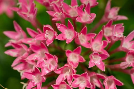 Photo, pentas, rubiaceae, paint, 