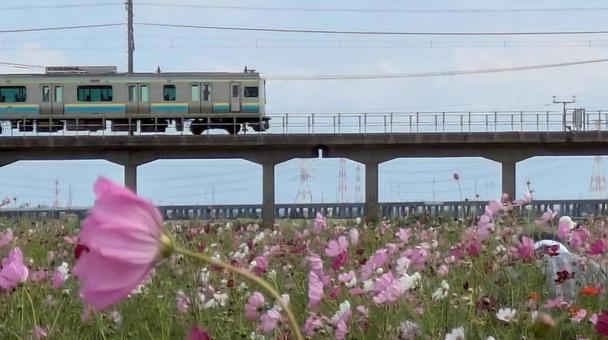 コスモス畑の写真