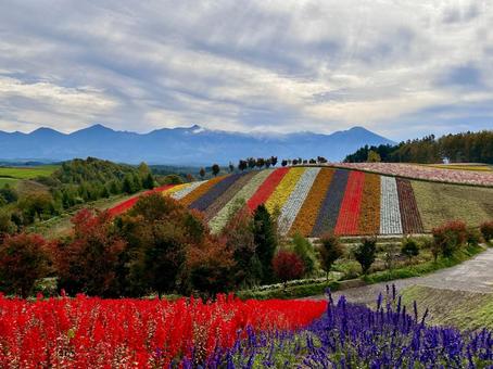 Photo, hokkaido, biei-cho, attractions, 