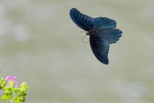 花の周りを飛ぶナガサキアゲハの雄 花の周りを飛ぶナガサキアゲハの雄 ナガサキアゲハ,長崎揚羽,オスの写真素材