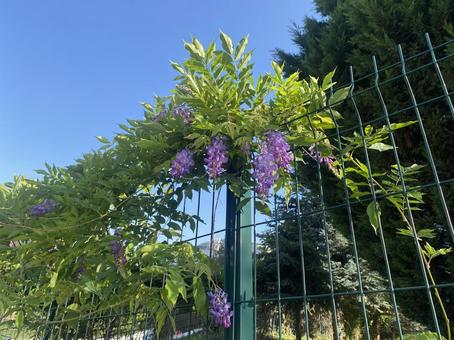 青空と藤の花 青空と藤の花の写真