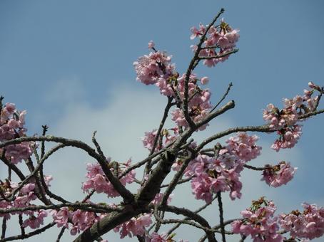 桜 桜の写真