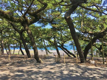三保の松原 三保の松原,観光地,松の写真素材