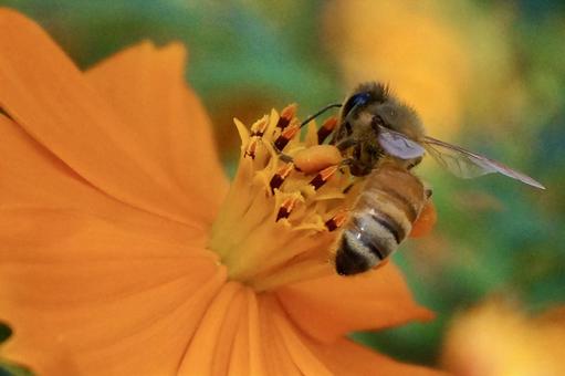 花とミツバチ 252 花とミツバチ 252 キバナコスモス,花,植物の写真素材